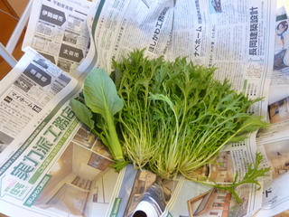 今日は、利用者さんが種まきから育てていた冬野菜の収穫をしました。宮城地区ボランティア協議会の二名の皆さんのお手伝いもして頂きました。ありがとうございます。